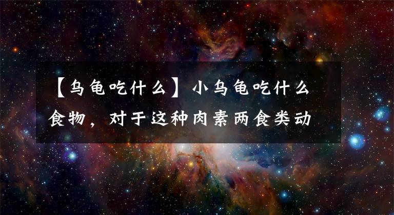 【烏龜吃什么】小烏龜吃什么食物，對于這種肉素兩食類動物，食物需要合理搭配