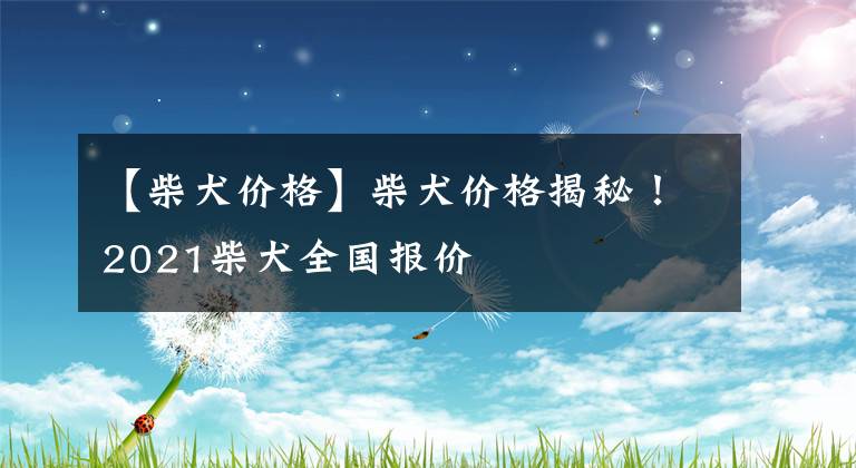 【柴犬價格】柴犬價格揭秘！2021柴犬全國報價