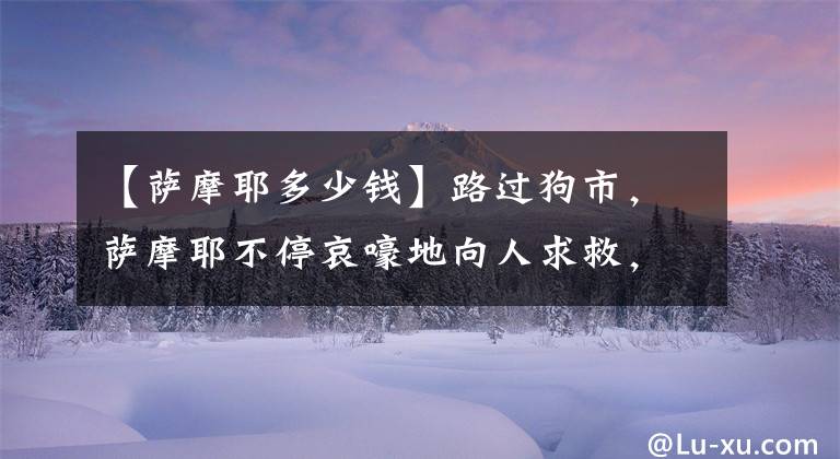 【薩摩耶多少錢】路過狗市，薩摩耶不停哀嚎地向人求救，900元買它回家后讓人欣慰