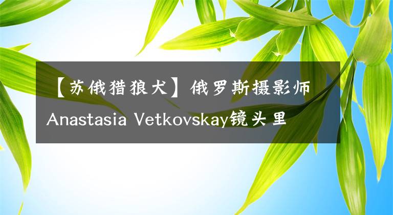 【蘇俄獵狼犬】俄羅斯攝影師Anastasia Vetkovskay鏡頭里的視覺(jué)系獵犬