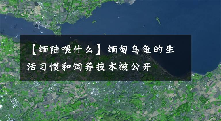 【緬陸喂什么】緬甸烏龜?shù)纳盍晳T和飼養(yǎng)技術(shù)被公開