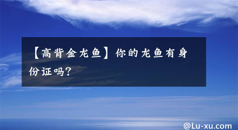 【高背金龍魚(yú)】你的龍魚(yú)有身份證嗎？