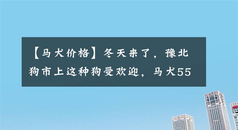 【馬犬價格】冬天來了，豫北狗市上這種狗受歡迎，馬犬550元一只