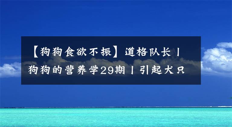 【狗狗食欲不振】道格隊(duì)長(zhǎng)丨狗狗的營(yíng)養(yǎng)學(xué)29期丨引起犬只食欲不振的常見(jiàn)原因