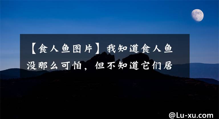 【食人魚圖片】我知道食人魚沒那么可怕，但不知道它們居然能慫到這個(gè)地步