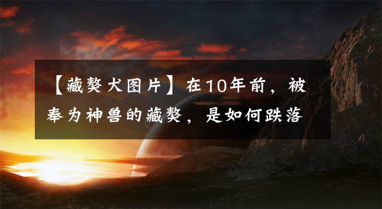 【藏獒犬圖片】在10年前，被奉為神獸的藏獒，是如何跌落神壇的