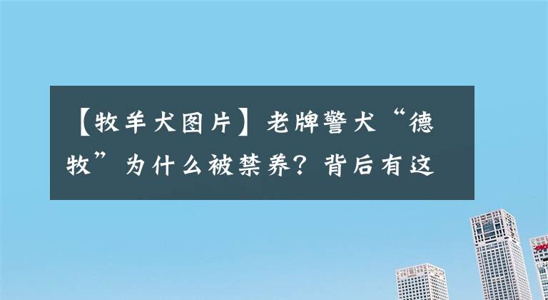 【牧羊犬圖片】老牌警犬“德牧”為什么被禁養(yǎng)？背后有這些原因