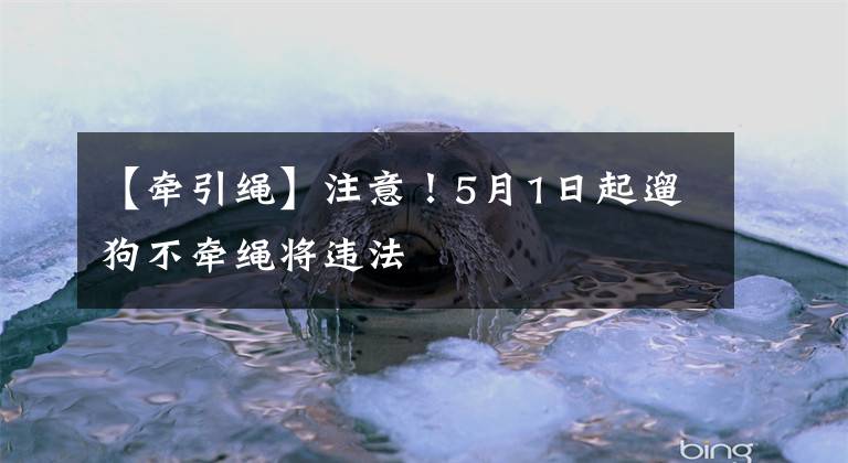 【牽引繩】注意！5月1日起遛狗不牽繩將違法