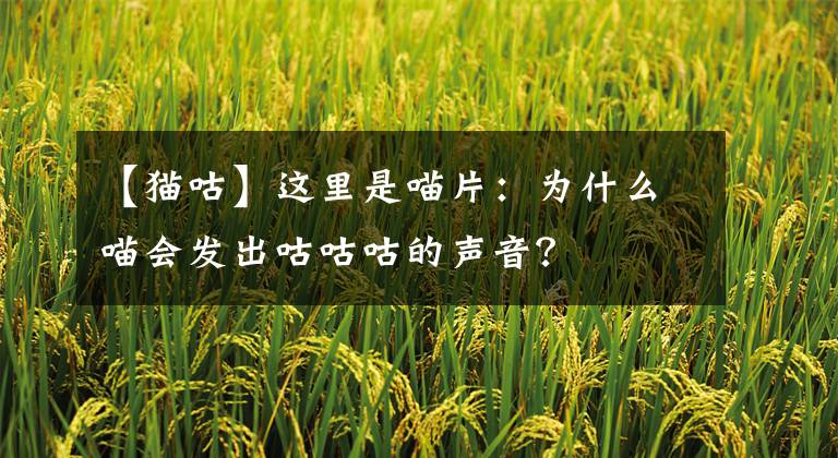 【貓咕】這里是喵片：為什么喵會(huì)發(fā)出咕咕咕的聲音？