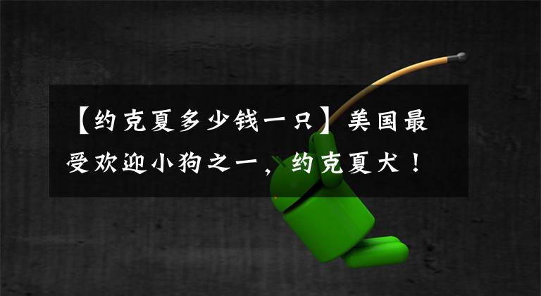 【約克夏多少錢(qián)一只】美國(guó)最受歡迎小狗之一，約克夏犬！愛(ài)養(yǎng)大狗的外國(guó)人為什么喜歡它