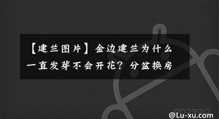 【建蘭圖片】金邊建蘭為什么一直發(fā)芽不會(huì)開花？分盆換房子，花開不停歇