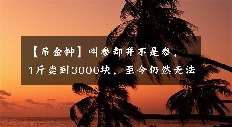 【吊金鐘】叫參卻并不是參，1斤賣到3000塊，至今仍然無(wú)法人工種植