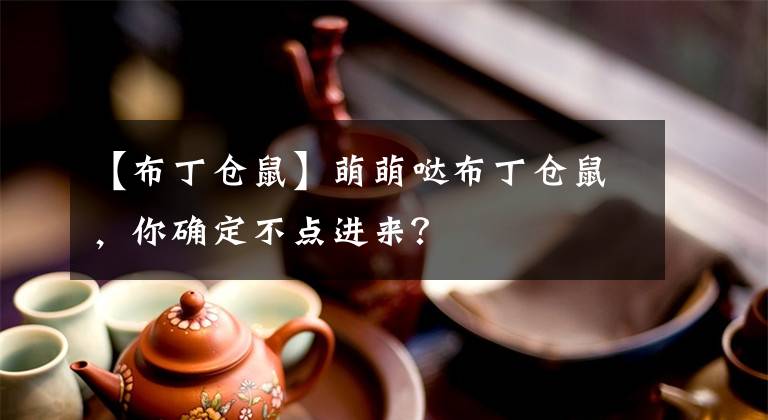 【布丁倉鼠】萌萌噠布丁倉鼠，你確定不點(diǎn)進(jìn)來？