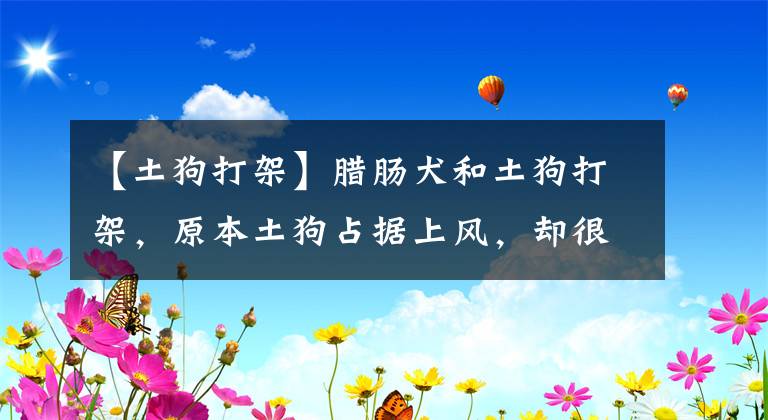 【土狗打架】臘腸犬和土狗打架，原本土狗占據(jù)上風(fēng)，卻很快敗下陣來(lái)