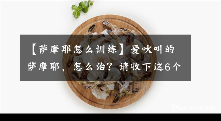 【薩摩耶怎么訓練】愛吠叫的薩摩耶，怎么治？請收下這6個小妙招