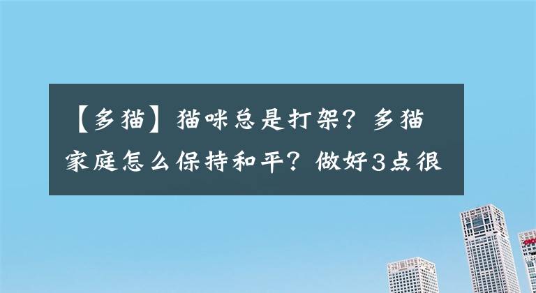 【多貓】貓咪總是打架？多貓家庭怎么保持和平？做好3點(diǎn)很重要