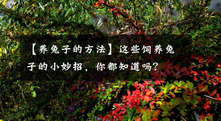 【養(yǎng)兔子的方法】這些飼養(yǎng)兔子的小妙招，你都知道嗎？