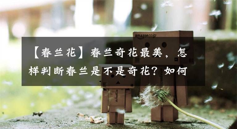 【春蘭花】春蘭奇花最美，怎樣判斷春蘭是不是奇花？如何養(yǎng)護它？