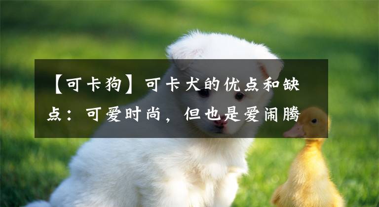 【可卡狗】可卡犬的優(yōu)點和缺點：可愛時尚，但也是愛鬧騰的“獵犬”