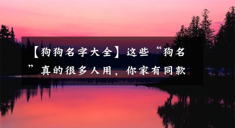 【狗狗名字大全】這些“狗名”真的很多人用，你家有同款名字嗎？