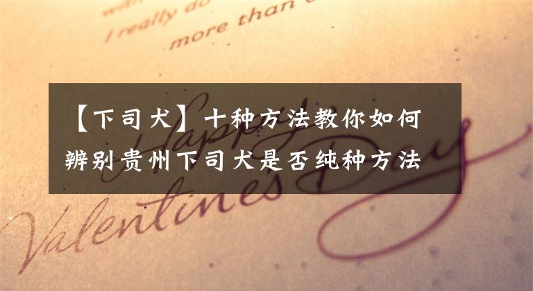 【下司犬】十種方法教你如何辨別貴州下司犬是否純種方法，很多人不知道