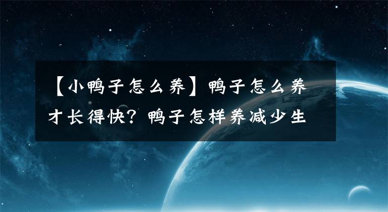 【小鴨子怎么養(yǎng)】鴨子怎么養(yǎng)才長得快？鴨子怎樣養(yǎng)減少生病呢？鴨子飼料配方小結(jié)