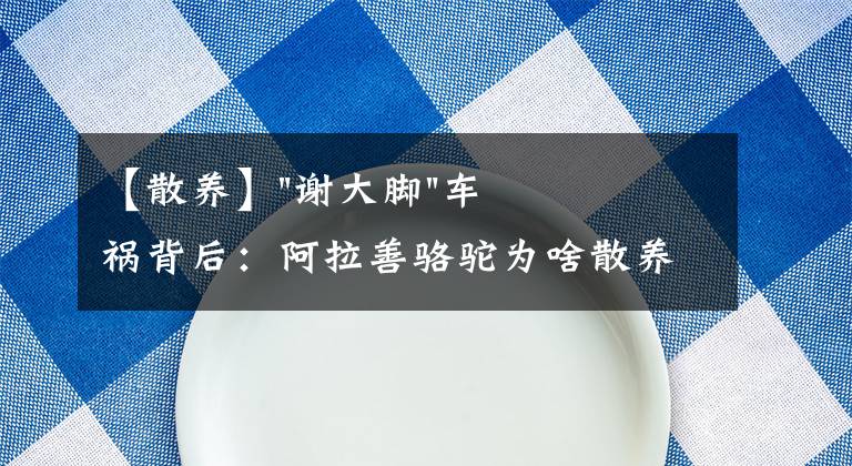 【散養(yǎng)】"謝大腳"車禍背后：阿拉善駱駝為啥散養(yǎng)而不圈養(yǎng)？就不怕會丟？