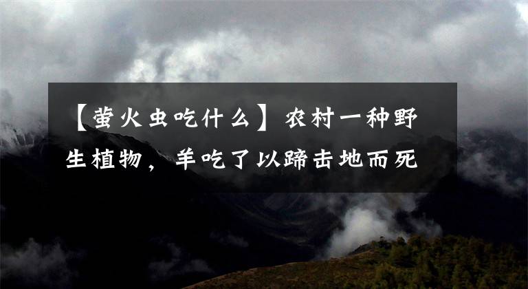 【螢火蟲(chóng)吃什么】農(nóng)村一種野生植物，羊吃了以蹄擊地而死，花艷美可賞可藥還能殺蟲(chóng)