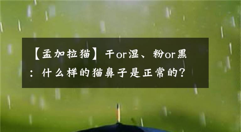 【孟加拉貓】干or濕、粉or黑：什么樣的貓鼻子是正常的？