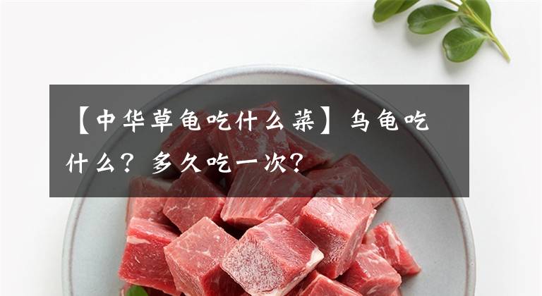 【中華草龜吃什么菜】烏龜吃什么？多久吃一次？