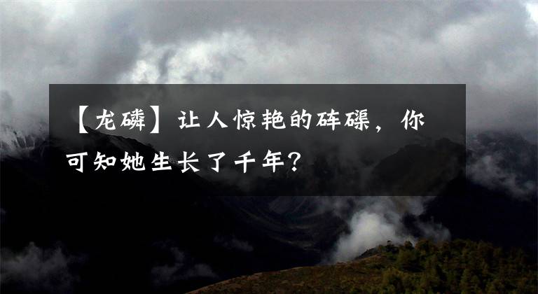 【龍磷】讓人驚艷的硨磲，你可知她生長(zhǎng)了千年？