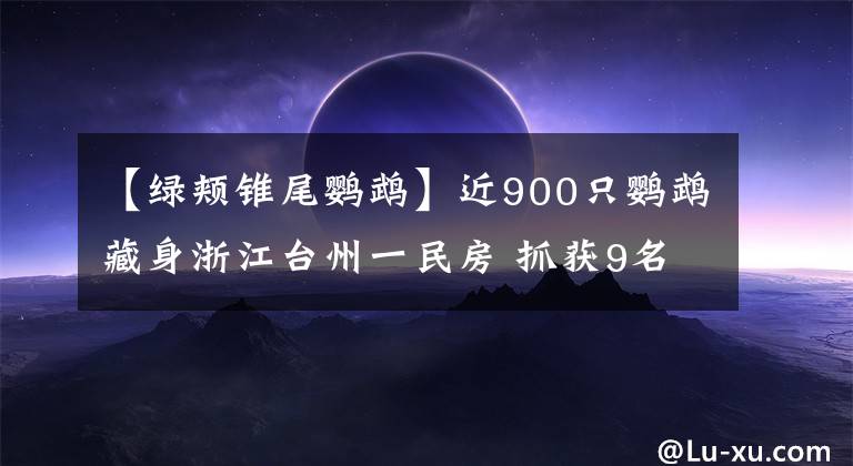 【綠頰錐尾鸚鵡】近900只鸚鵡藏身浙江臺州一民房 抓獲9名犯罪嫌疑人