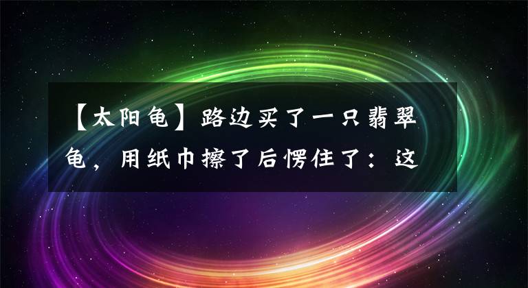 【太陽龜】路邊買了一只翡翠龜，用紙巾擦了后愣住了：這烏龜咋是白色的呀？