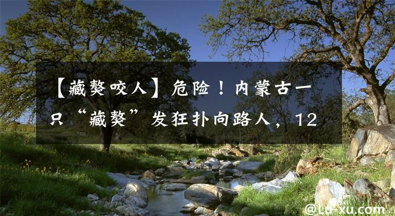 【藏獒咬人】危險(xiǎn)！內(nèi)蒙古一只“藏獒”發(fā)狂撲向路人，12人被咬傷！民警正全力尋找狗主人