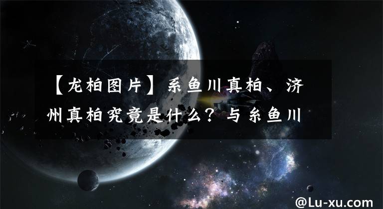 【龍柏圖片】系魚川真柏、濟(jì)州真柏究竟是什么？與糸魚川、紀(jì)州真柏一回事嗎？