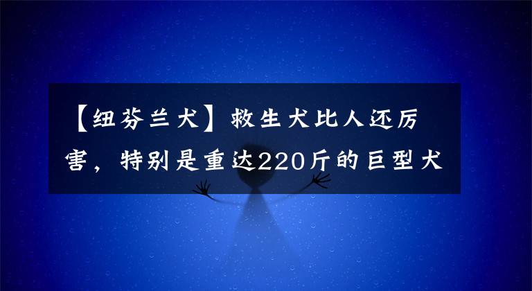 【紐芬蘭犬】救生犬比人還厲害，特別是重達(dá)220斤的巨型犬，憑借本能救人