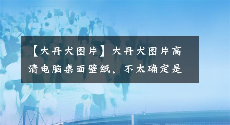 【大丹犬圖片】大丹犬圖片高清電腦桌面壁紙，不太確定是否是同一個(gè)品種，你看吧