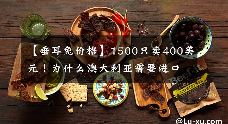 【垂耳兔價(jià)格】1500只賣(mài)400美元！為什么澳大利亞需要進(jìn)口屎殼郎，本土沒(méi)有嗎？