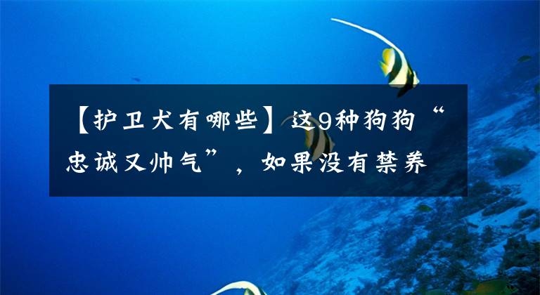 【護(hù)衛(wèi)犬有哪些】這9種狗狗“忠誠(chéng)又帥氣”，如果沒(méi)有禁養(yǎng)，你最喜歡哪種？