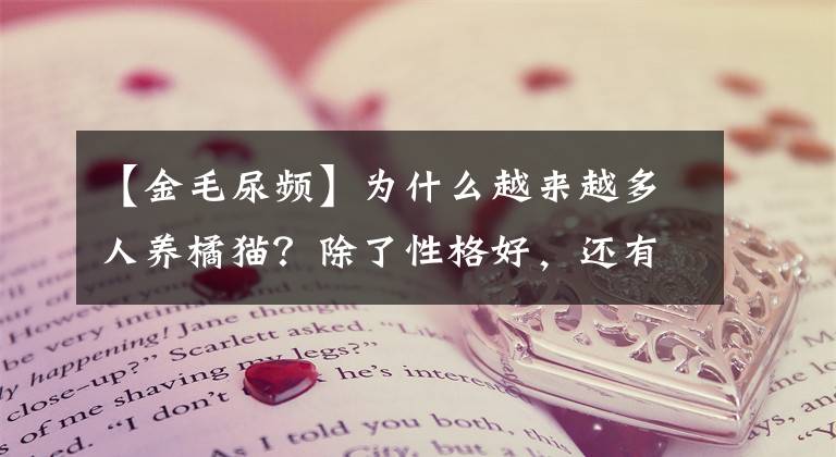 【金毛尿頻】為什么越來越多人養(yǎng)橘貓？除了性格好，還有這些優(yōu)點