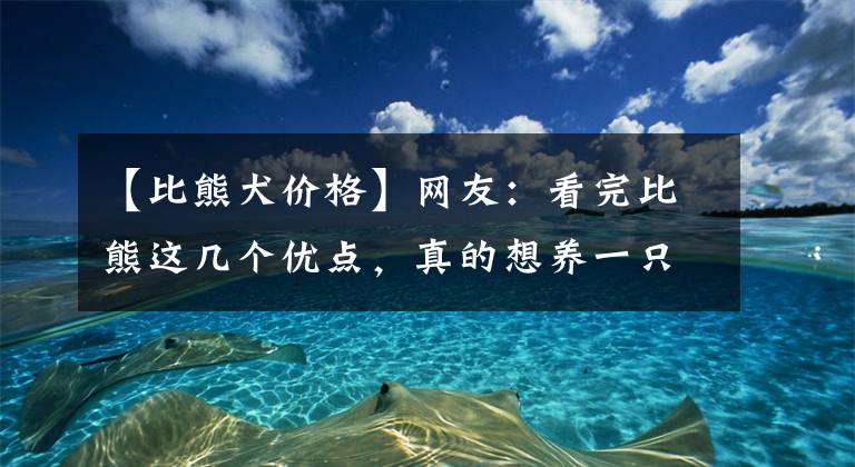 【比熊犬價格】網(wǎng)友：看完比熊這幾個優(yōu)點，真的想養(yǎng)一只了