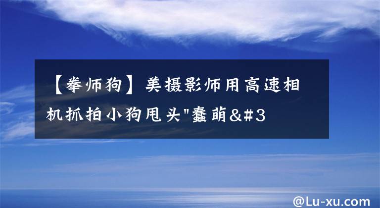 【拳師狗】美攝影師用高速相機抓拍小狗甩頭"蠢萌"瞬間