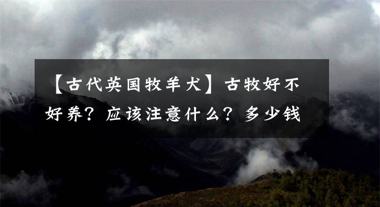 【古代英國(guó)牧羊犬】古牧好不好養(yǎng)？應(yīng)該注意什么？多少錢(qián)合適入手？