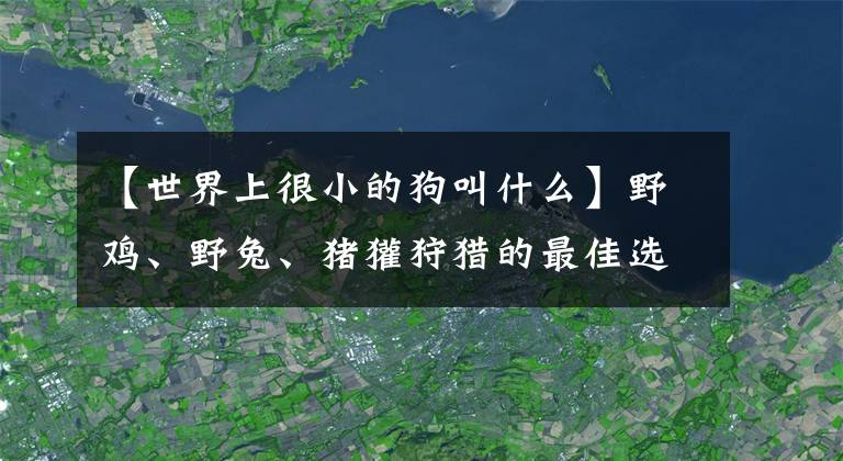 【世界上很小的狗叫什么】野雞、野兔、豬獾狩獵的最佳選擇，山丘上必不可少的中小型獵犬