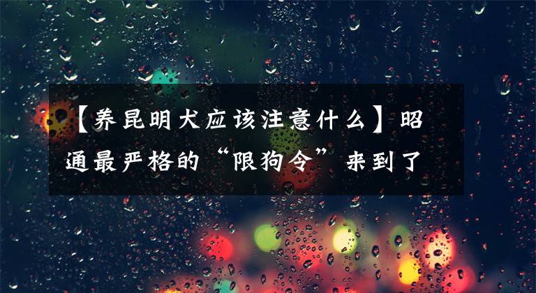 【養(yǎng)昆明犬應該注意什么】昭通最嚴格的“限狗令”來到了狗舍。先不要抗議。