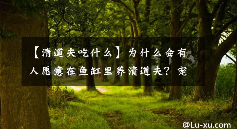 【清道夫吃什么】為什么會(huì)有人愿意在魚缸里養(yǎng)清道夫？寵物魚領(lǐng)域三大奇葩現(xiàn)象之一