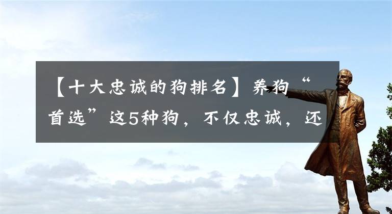 【十大忠誠(chéng)的狗排名】養(yǎng)狗“首選”這5種狗，不僅忠誠(chéng)，還便宜、好養(yǎng)