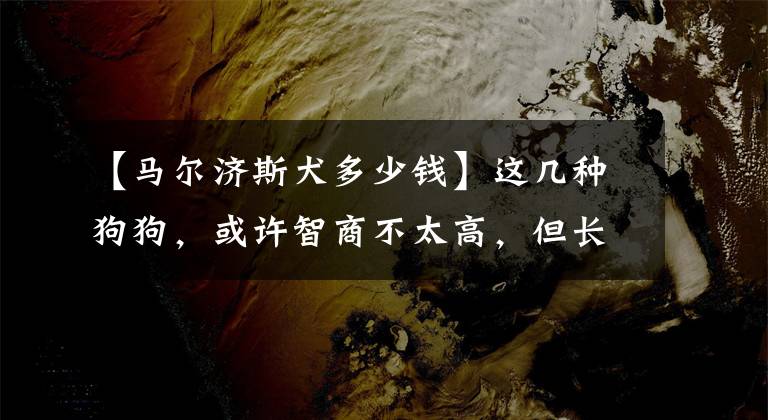 【馬爾濟斯犬多少錢】這幾種狗狗，或許智商不太高，但長相沒話說