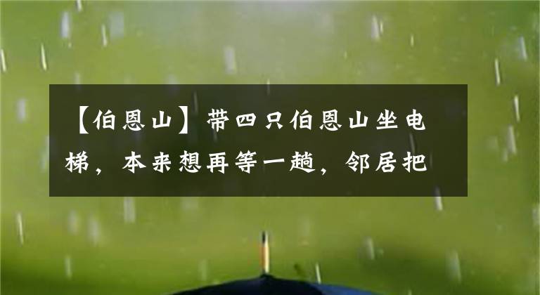 【伯恩山】帶四只伯恩山坐電梯，本來想再等一趟，鄰居把主人瞬間暖哭