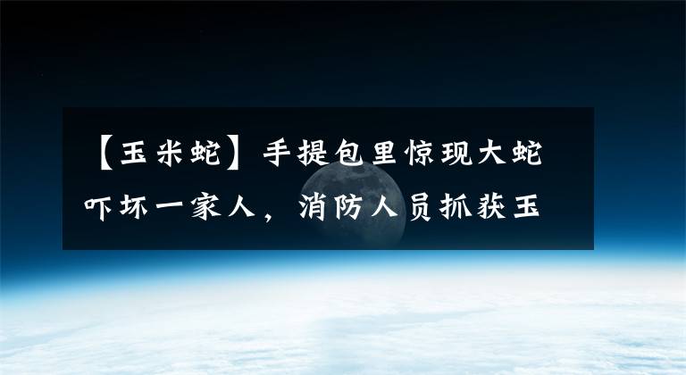 【玉米蛇】手提包里驚現(xiàn)大蛇嚇壞一家人，消防人員抓獲玉米蛇放生野外